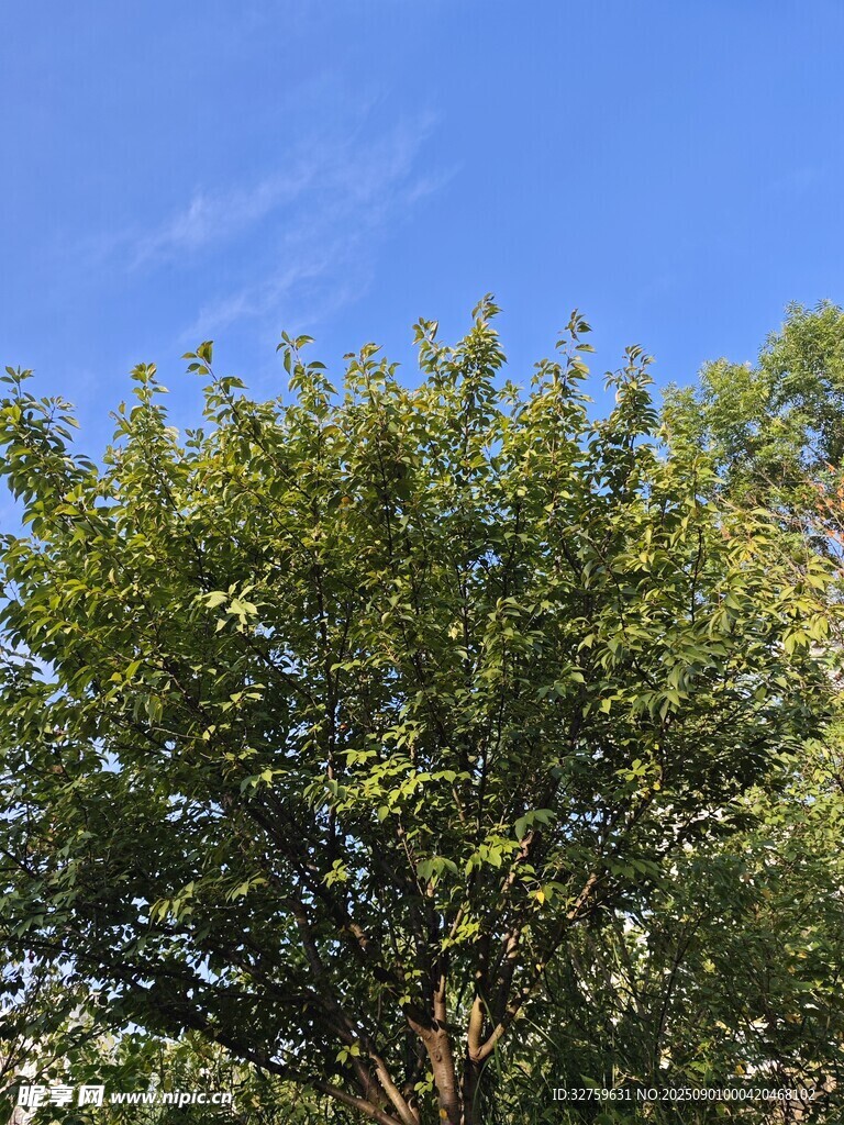 蓝天绿树的清新景致