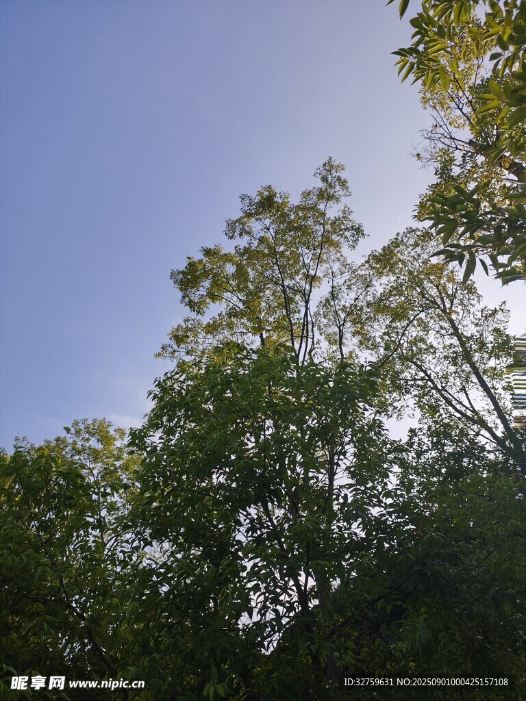 仰视茂密树林与蓝天