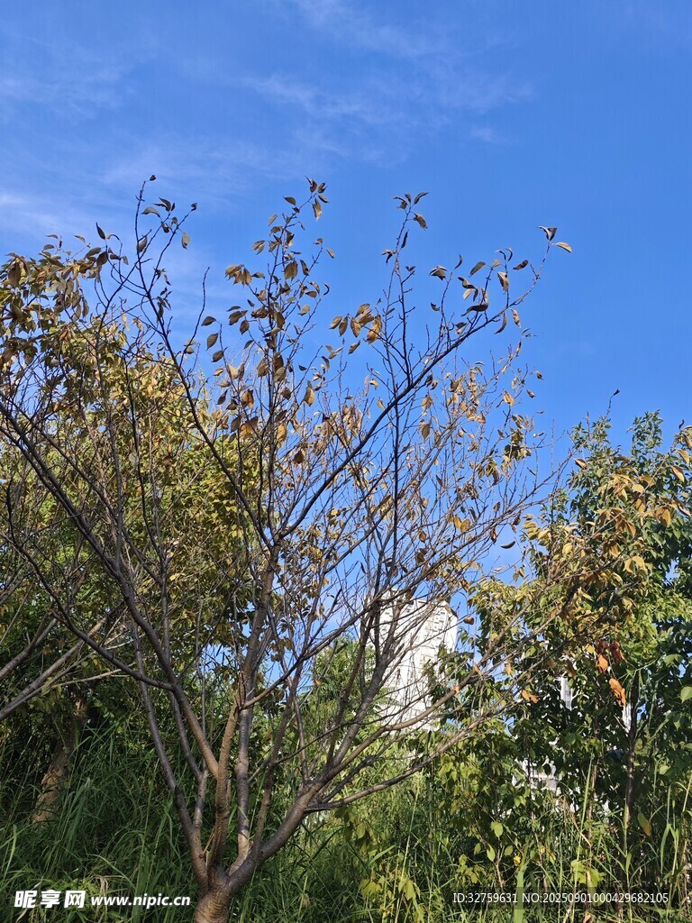 蓝天映衬下的繁茂树木