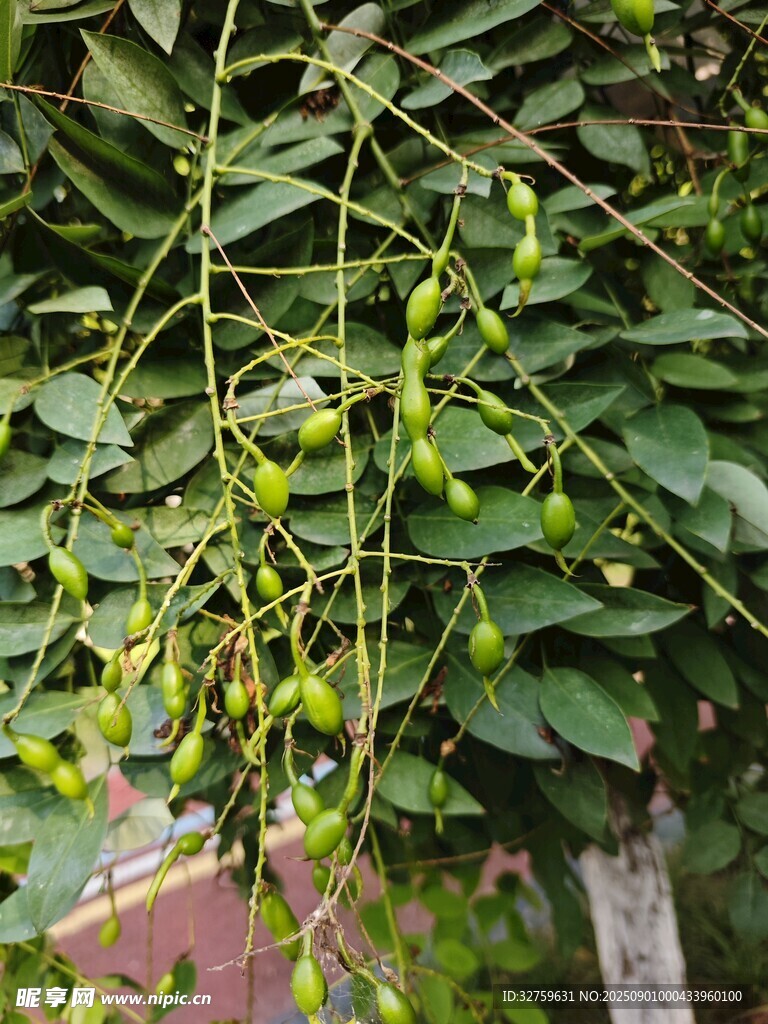 藤蔓上的青绿色果实