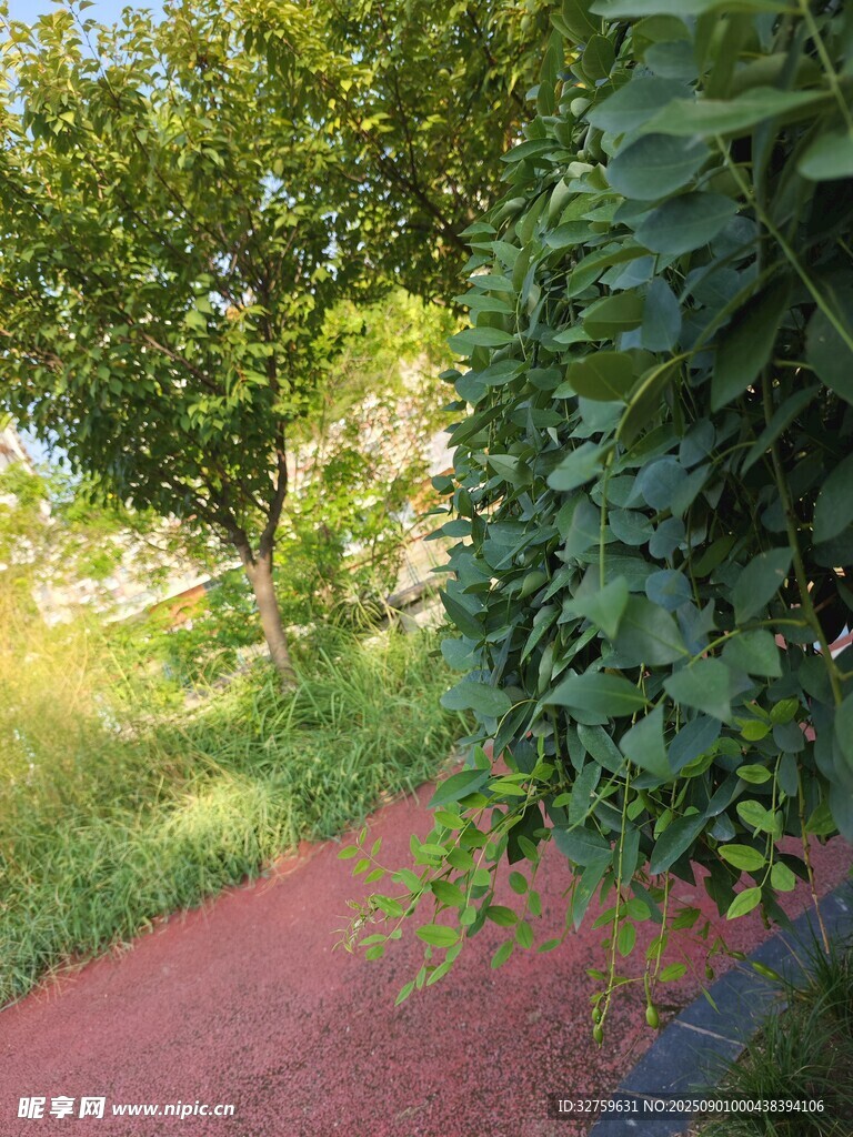 林间红径
