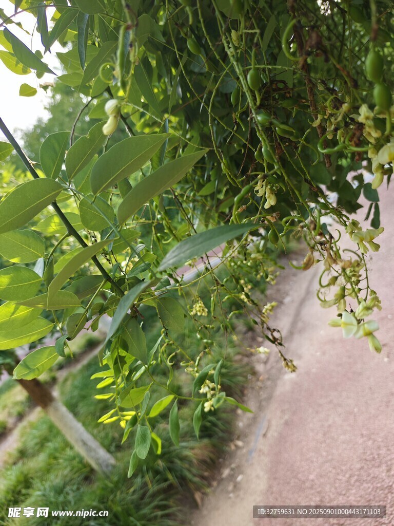 藤蔓缠绕的小径绿意盎然