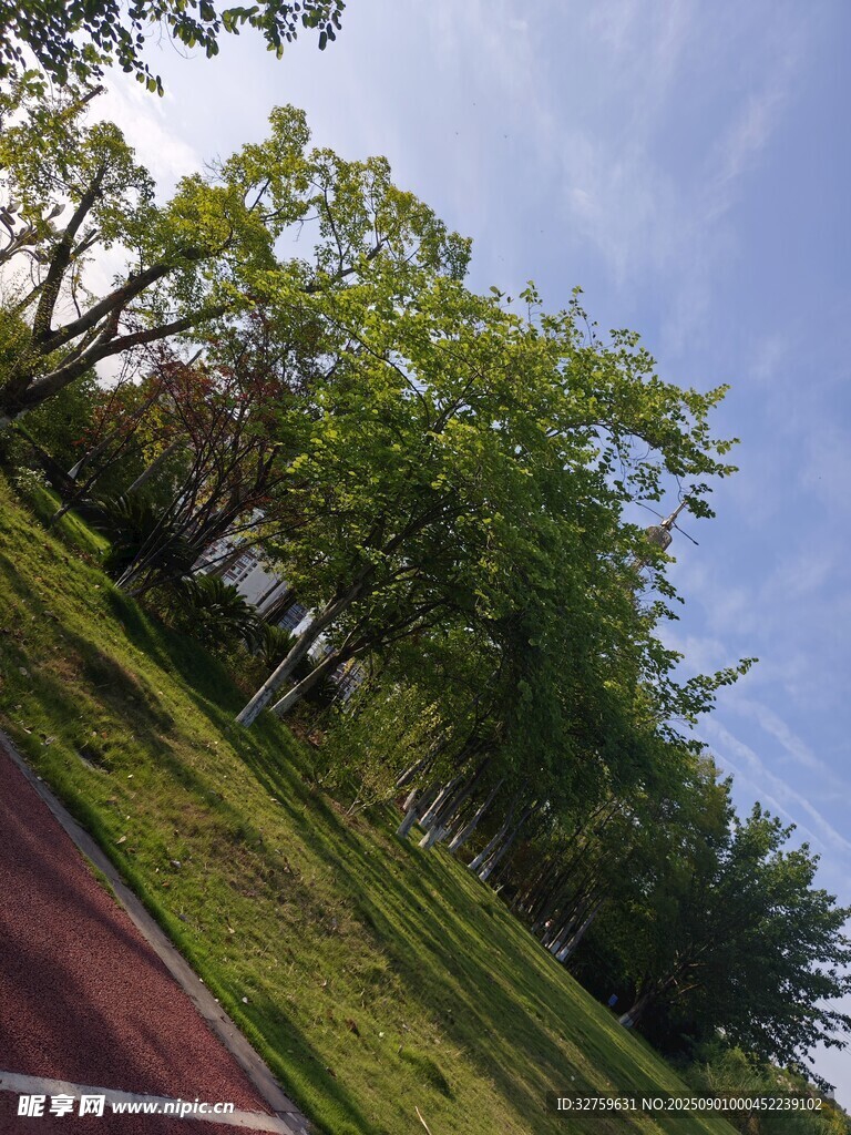 校园跑道旁的葱郁绿树