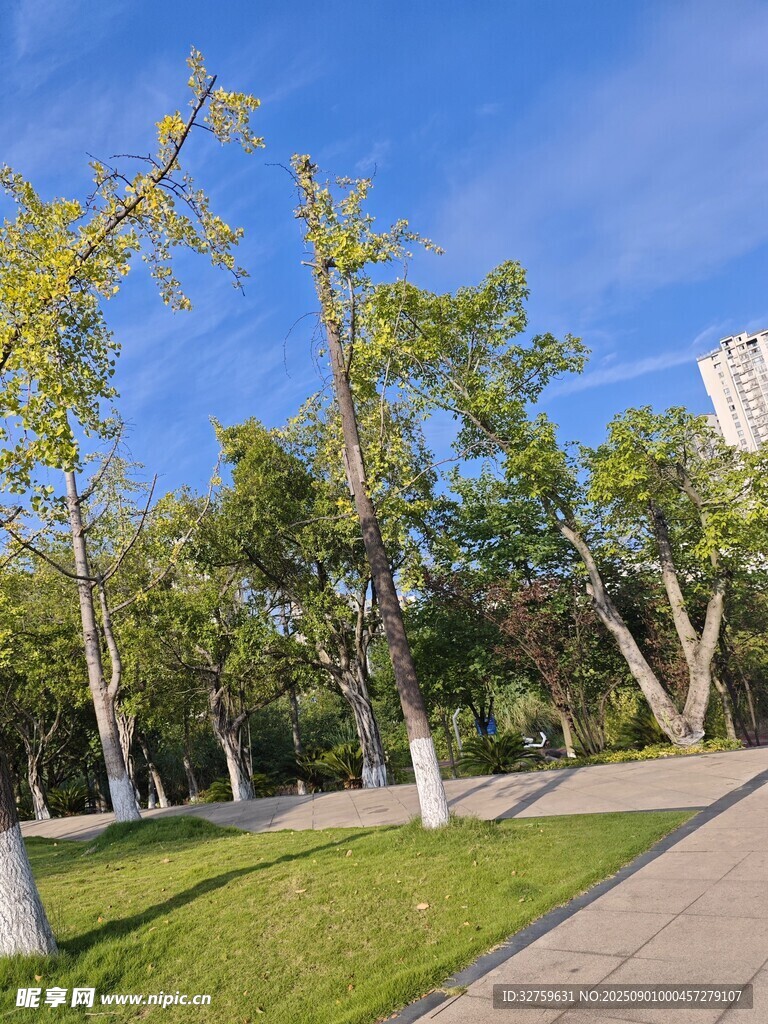 城市林荫小道绿意盎然