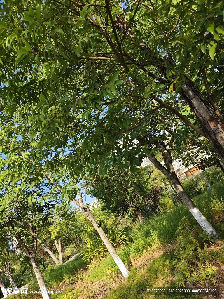 夏日林间绿意盎然