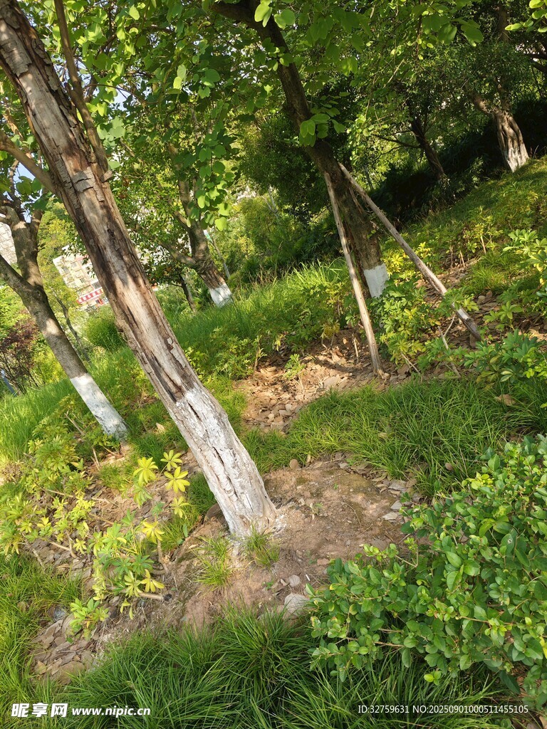 林间绿植环绕的树木景象