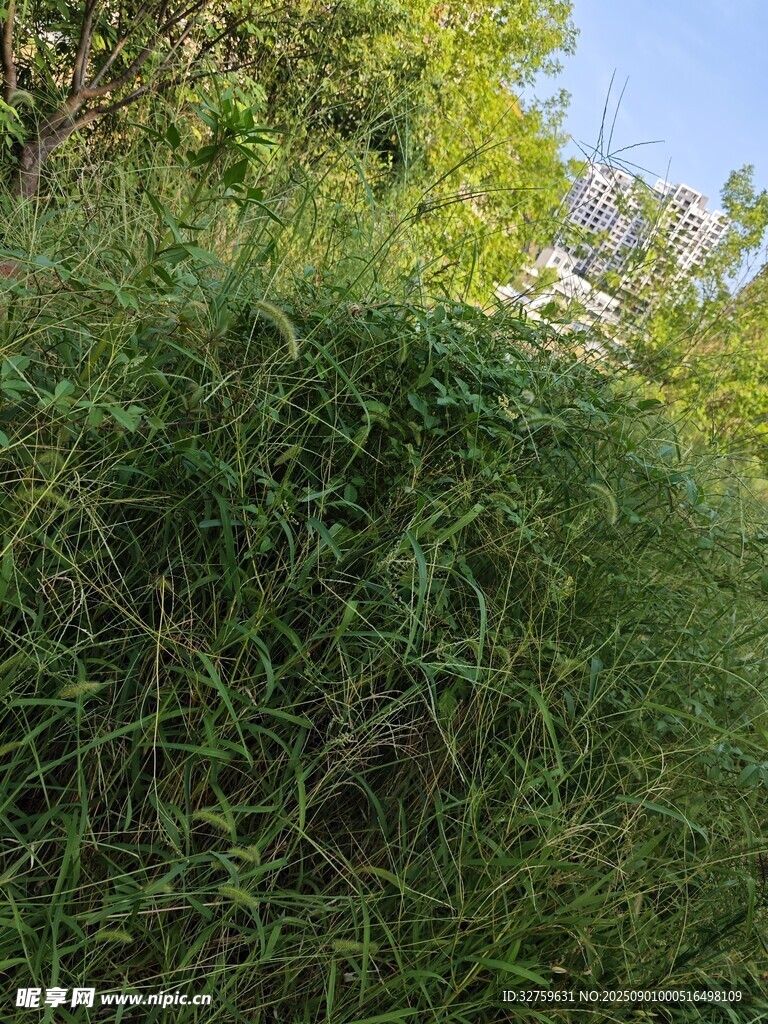 绿意盎然的繁茂植物