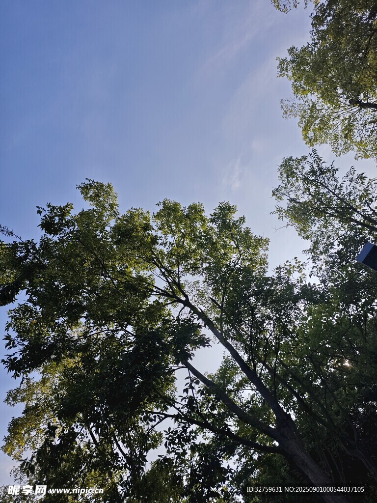 仰视茂密树林蓝天景象