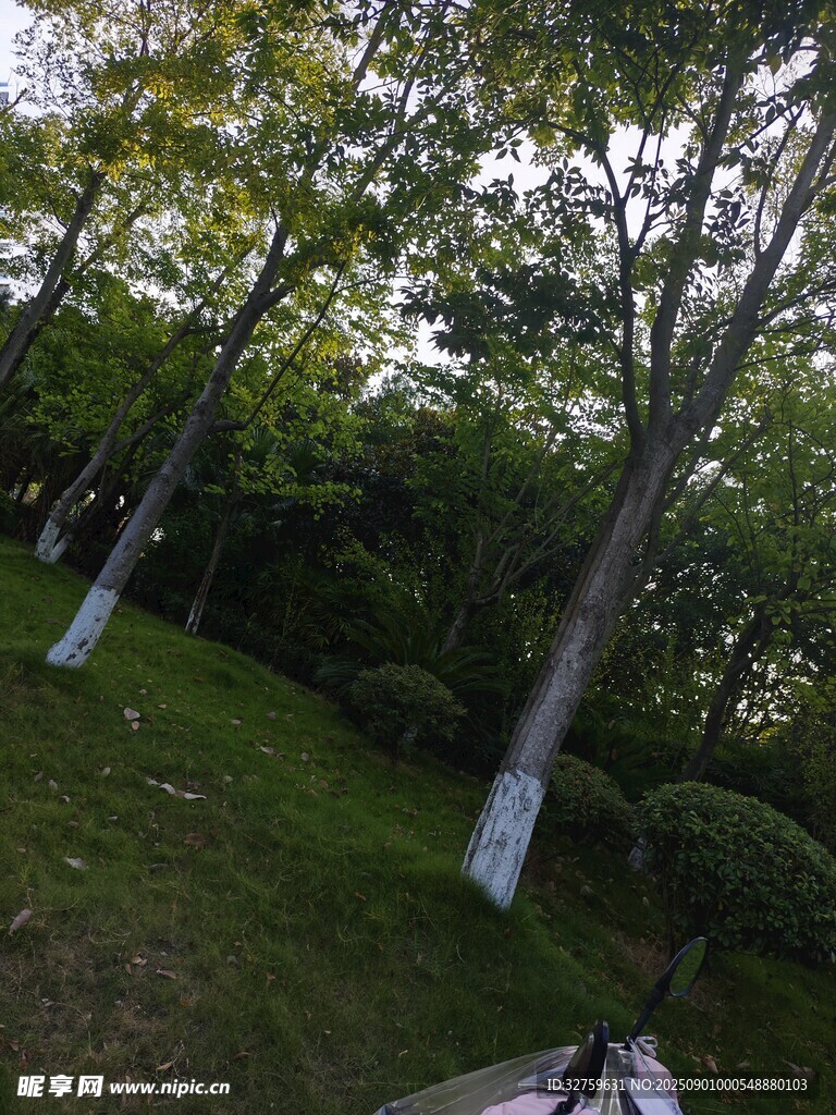 绿意盎然的树林景观