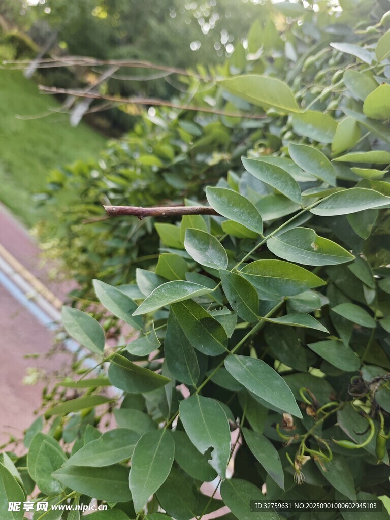 绿叶繁茂的植物景观