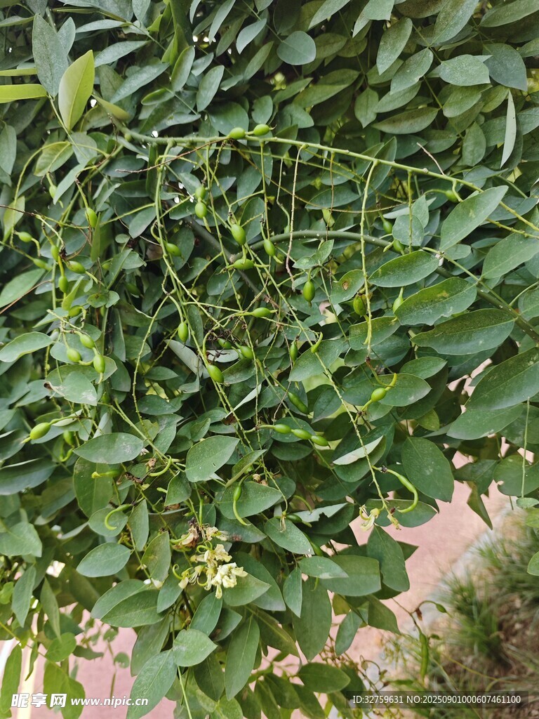 绿叶繁茂的植物景象
