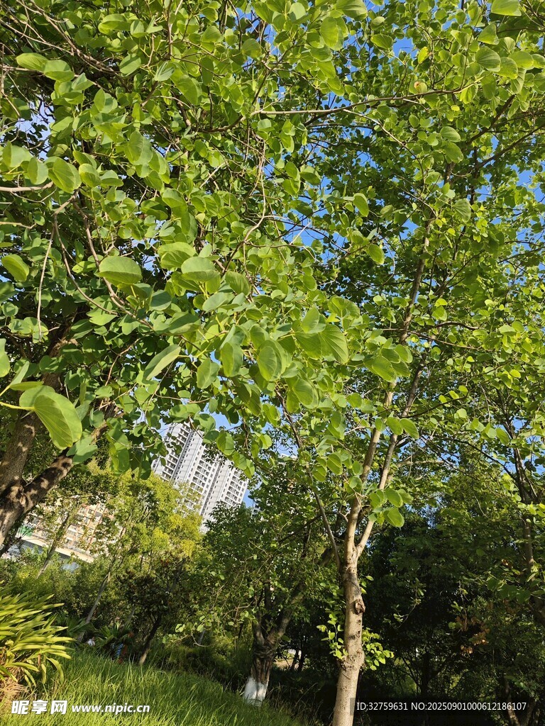 夏日葱郁绿树景观