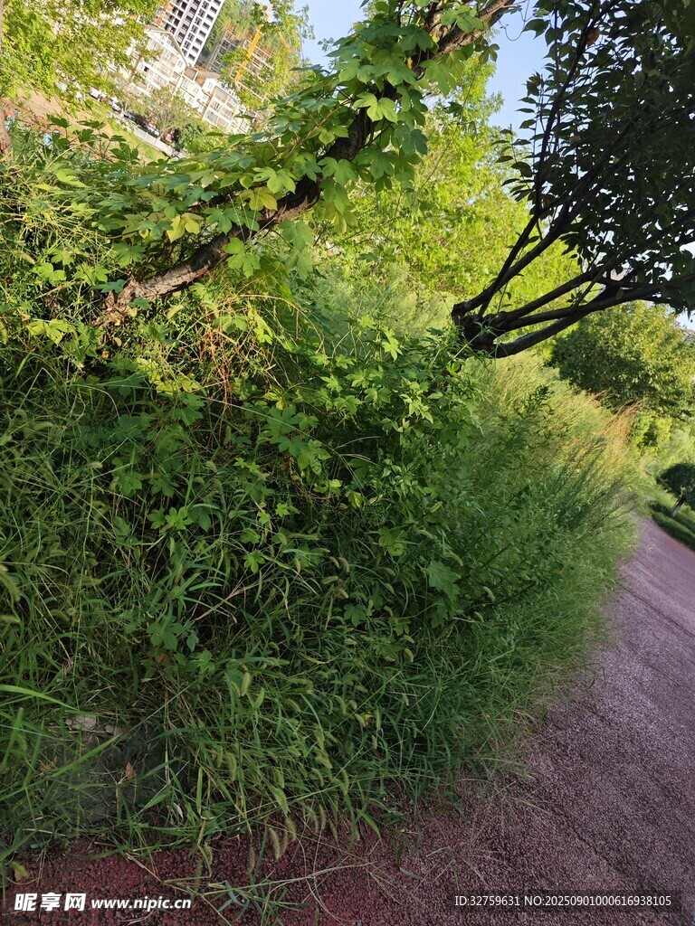 路边繁茂绿植景观
