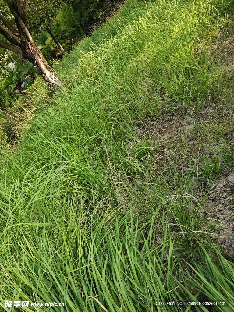 山坡上的翠绿草地