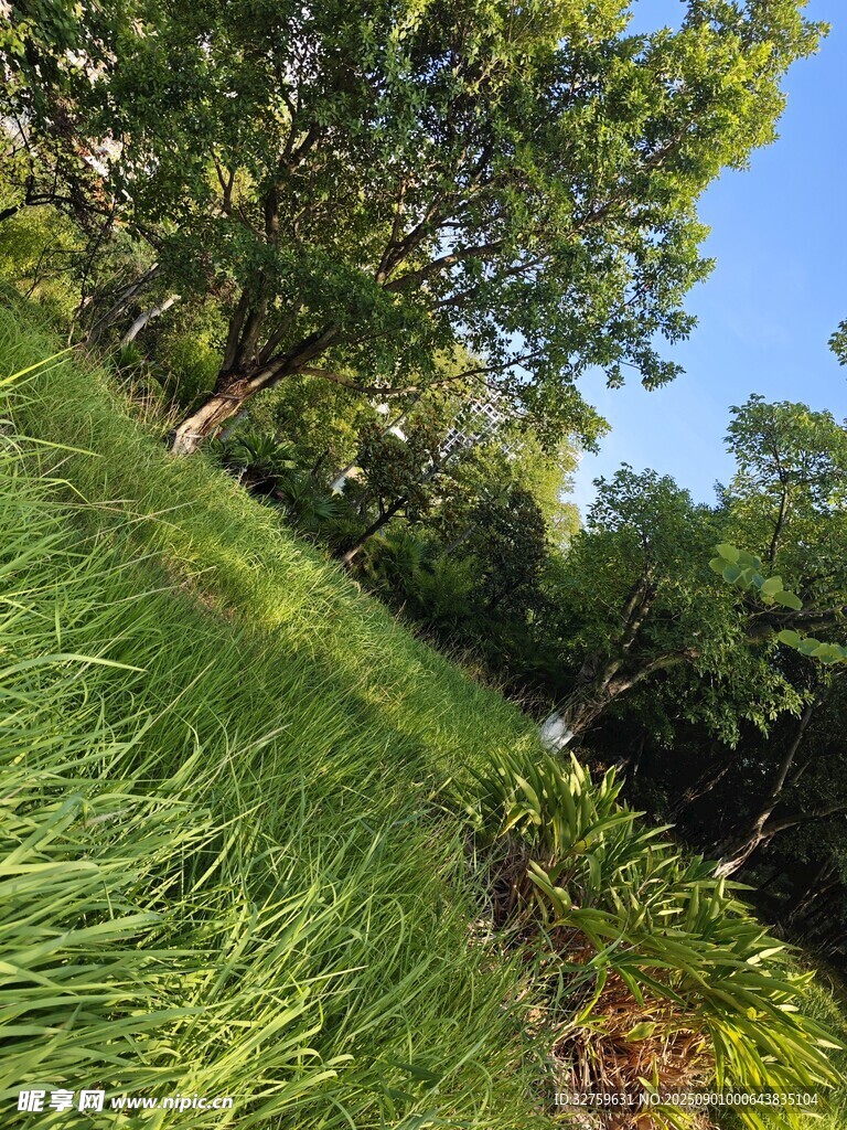 绿意盎然的林间草地