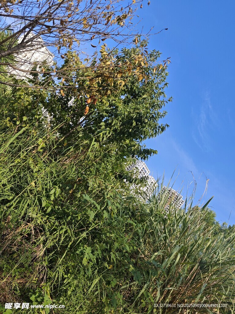 蓝天绿树间的自然景致