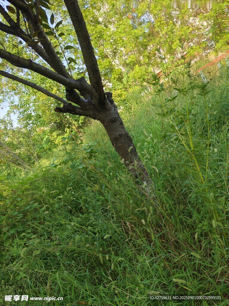 野外倾斜树干与繁茂草地