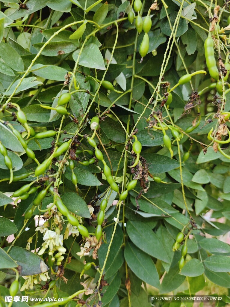 枝头繁茂的绿色辣椒植株