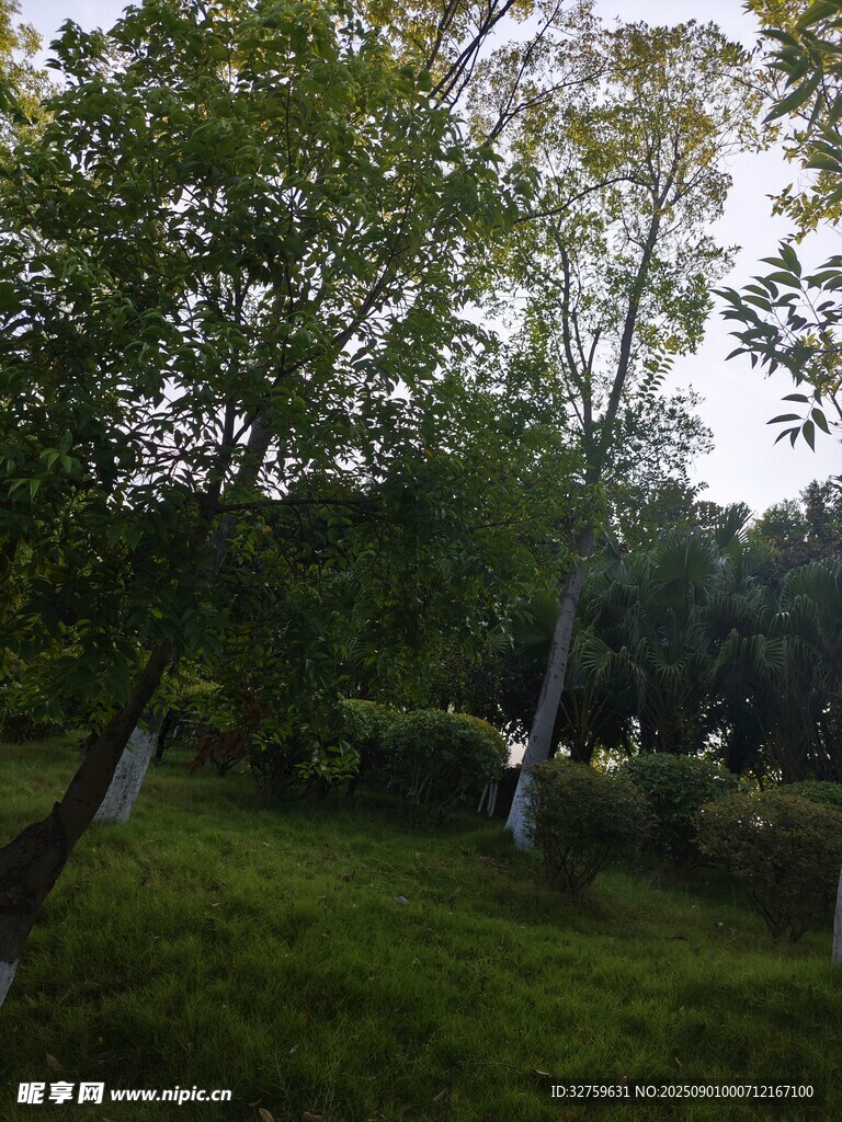 绿意盎然的林间草地