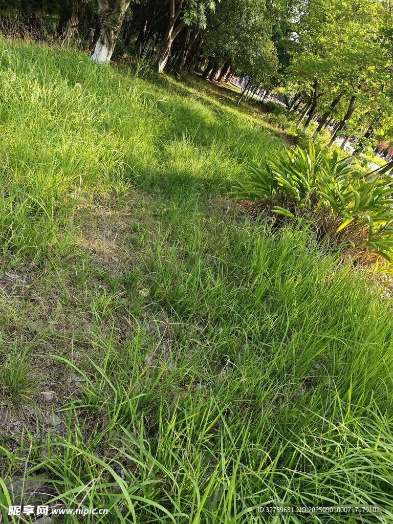 绿意盎然的林间草地