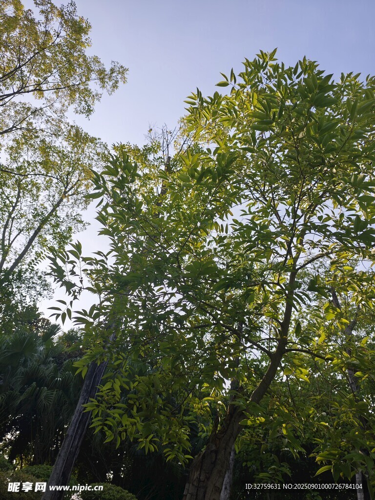 林间绿树