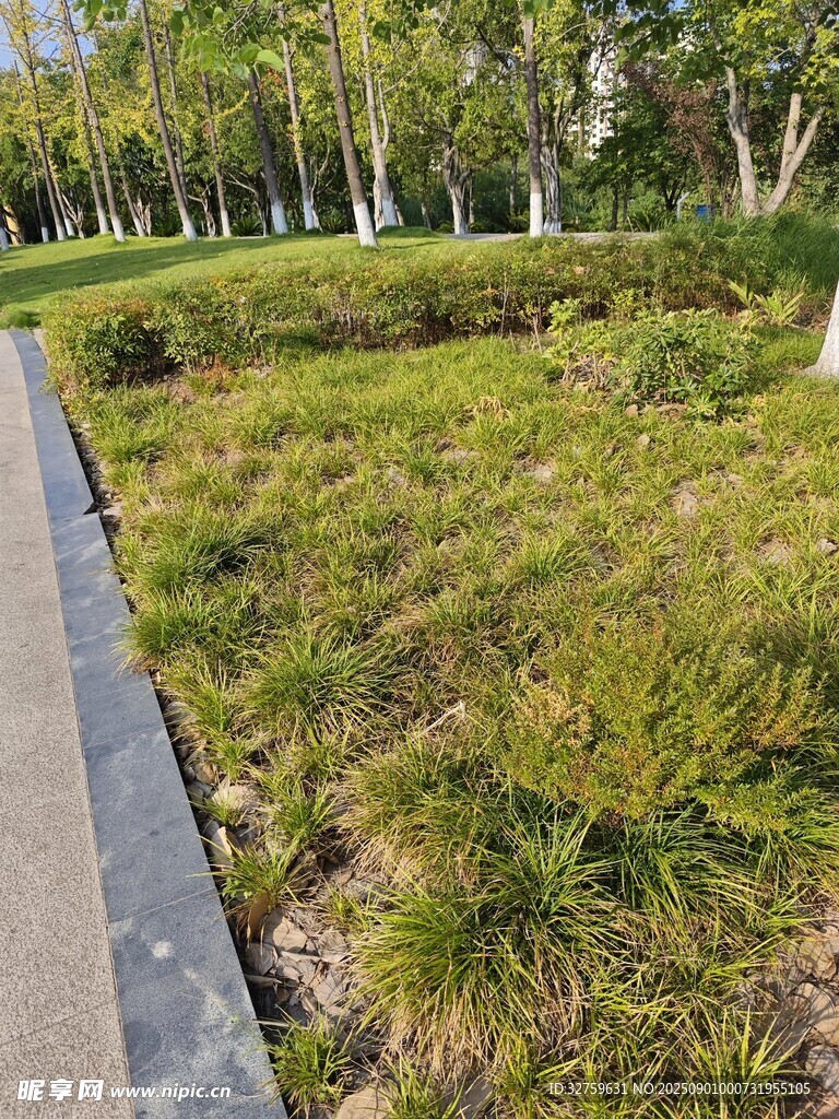 公园草地旁的步道景观