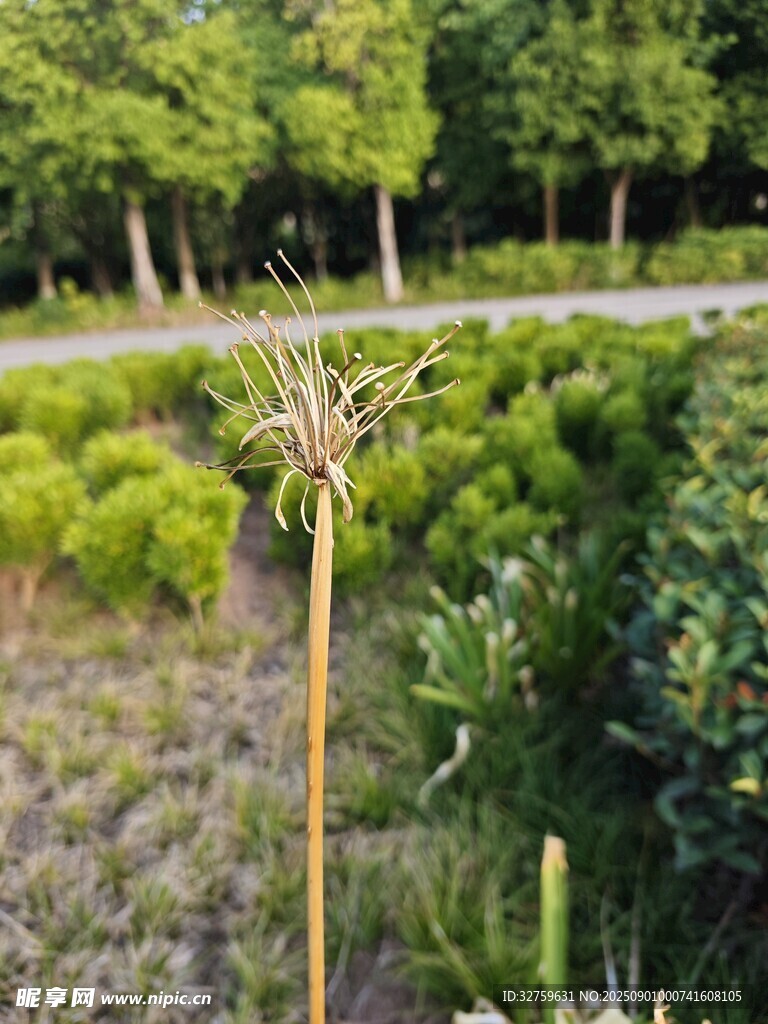 园林中挺拔的奇特植物