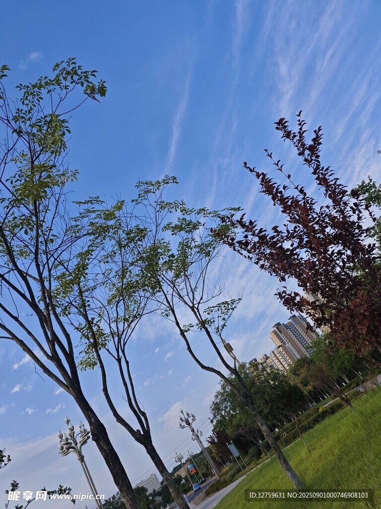 蓝天绿树的清新户外景致