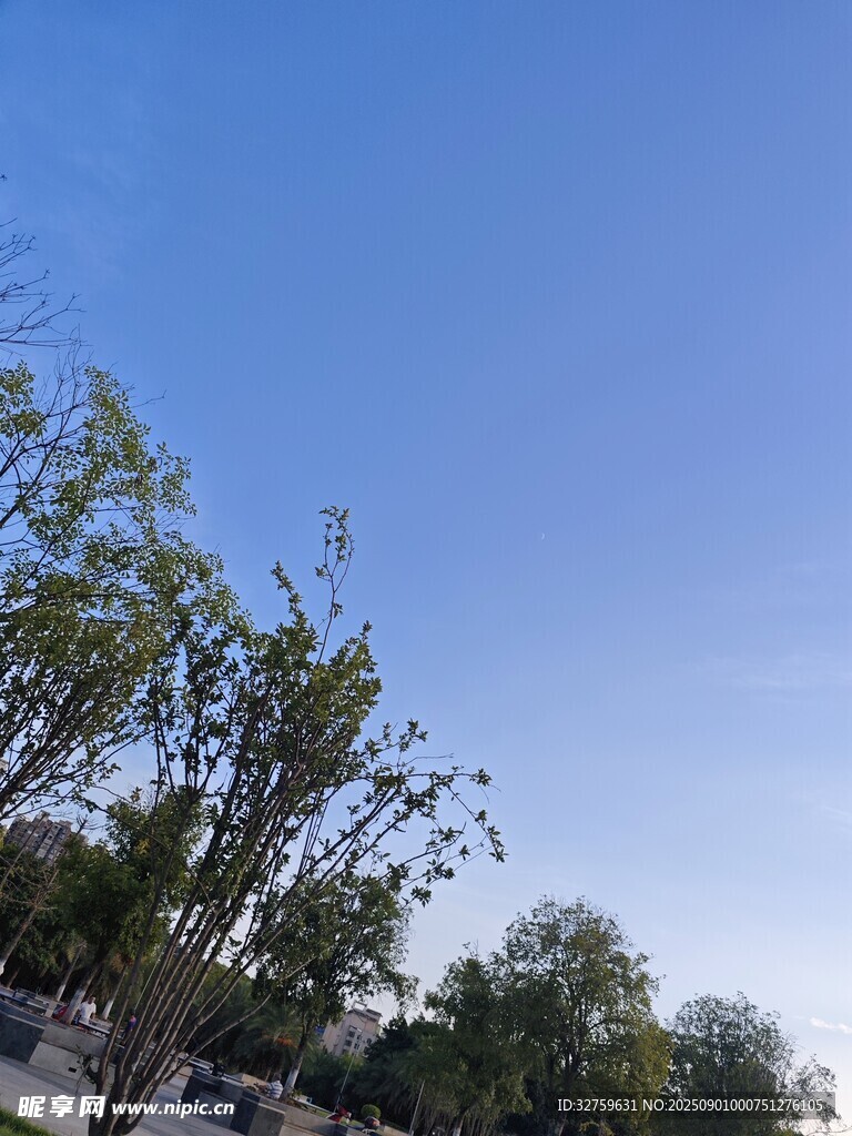 蓝天绿树的清新景致