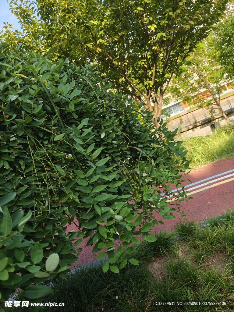 路边绿植景观