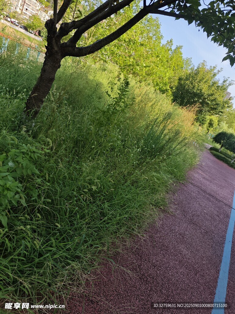 林间小径旁的葱郁草木