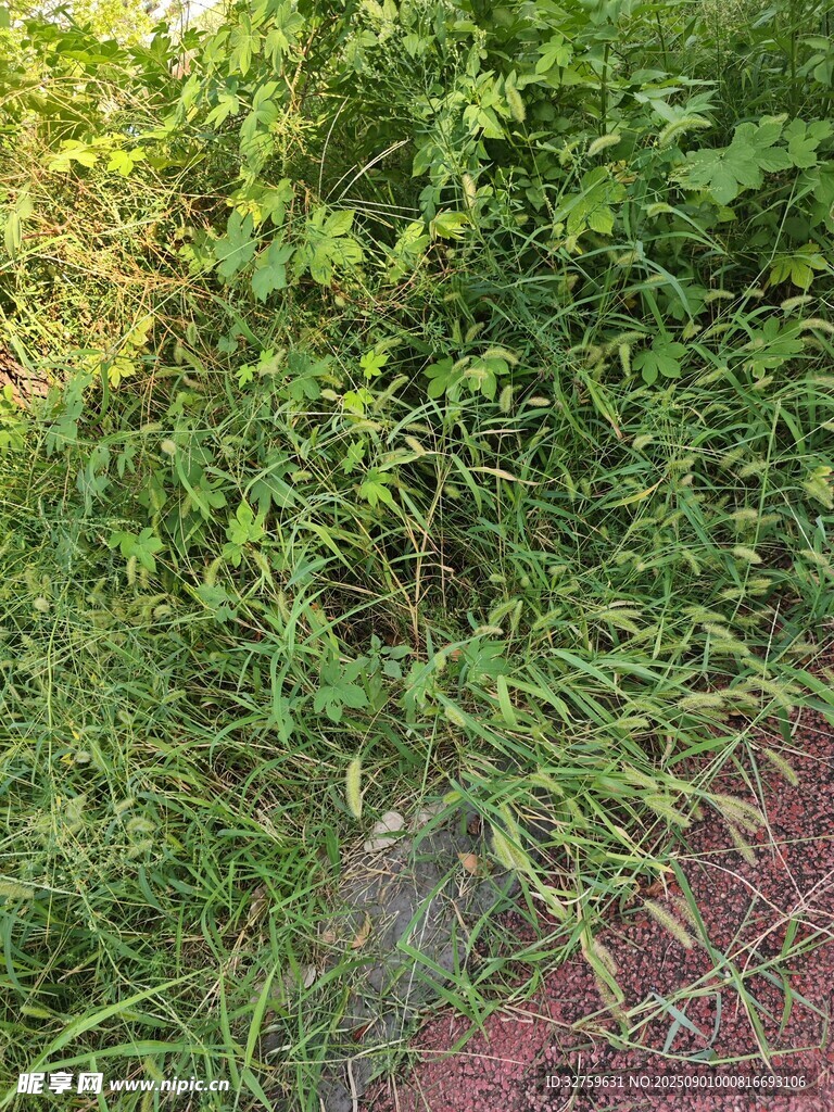 野外草地中的神秘物体