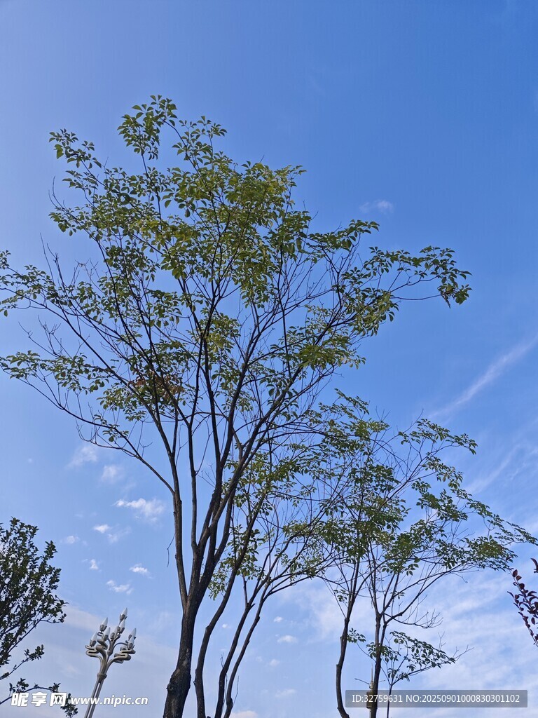 蓝天之下的绿树景观