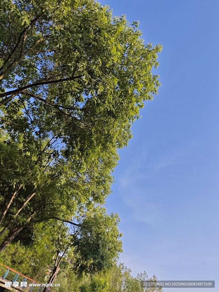 蓝天绿树风景图