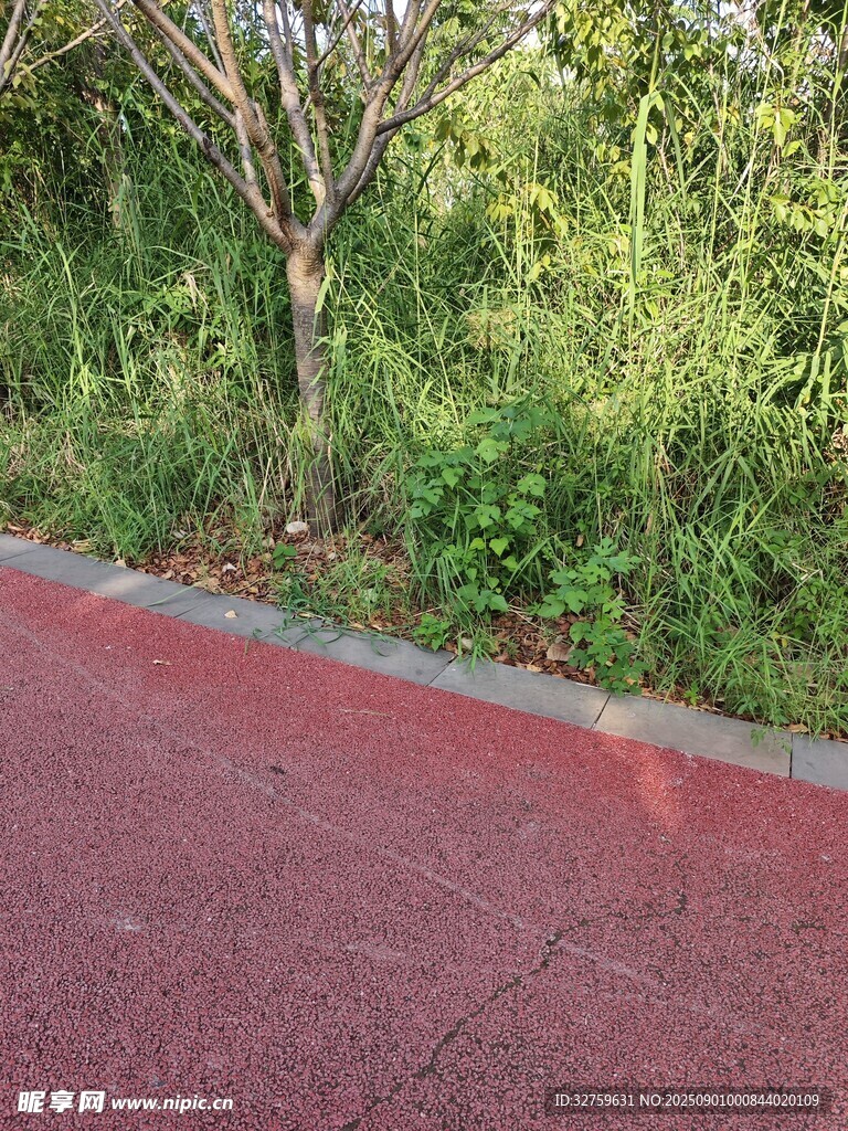红色步道旁的繁茂绿植