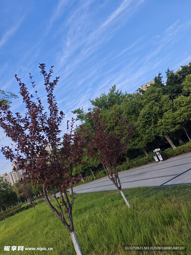 户外清新绿植风景画面