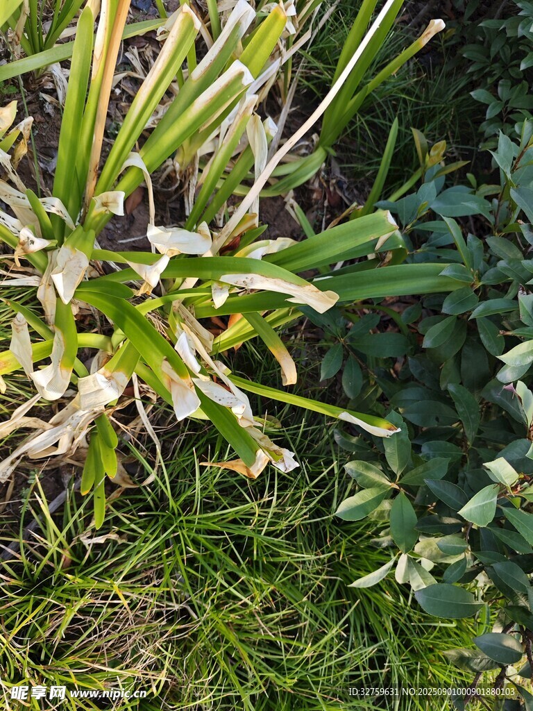 阳光下的翠绿植物