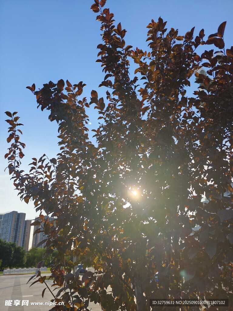阳光下的枝叶与城市远景