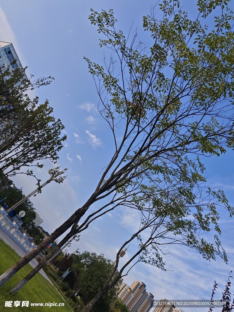 城市中蓝天绿树风景图
