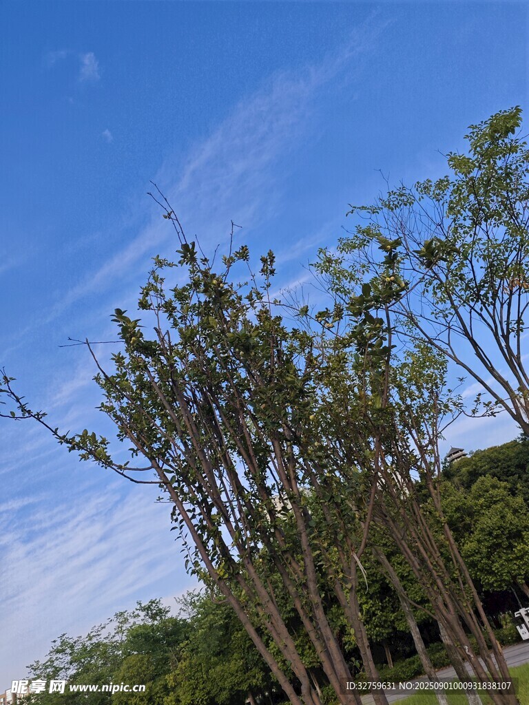 蓝天绿树风景