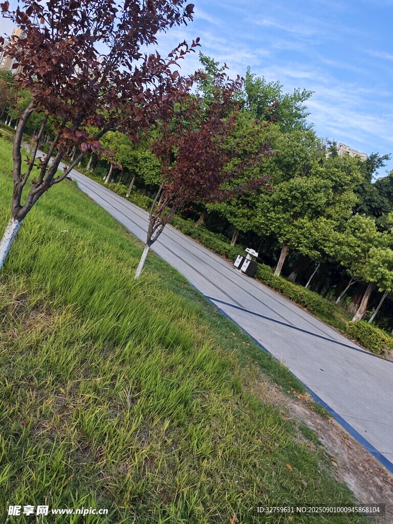 公园林荫小道绿意景致