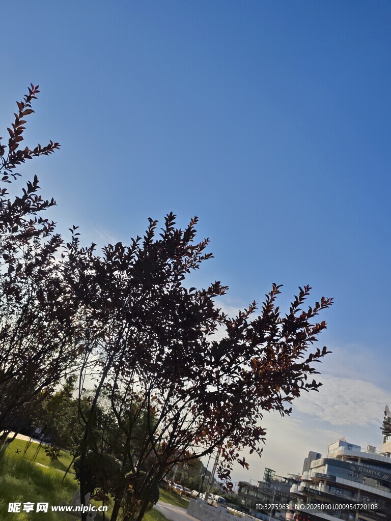 蓝天映衬下的繁茂紫叶树