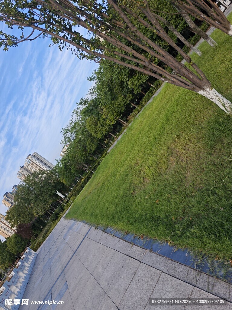 户外清新草坪与树木景观