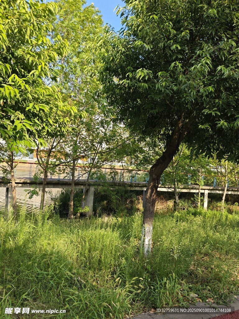 户外绿树草地景致
