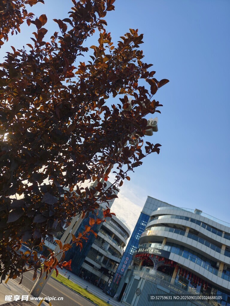 秋日校园树木与建筑景观