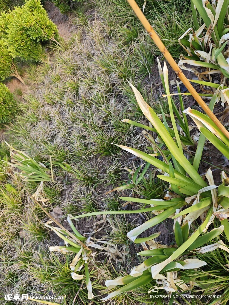 地面绿植与杂草景观