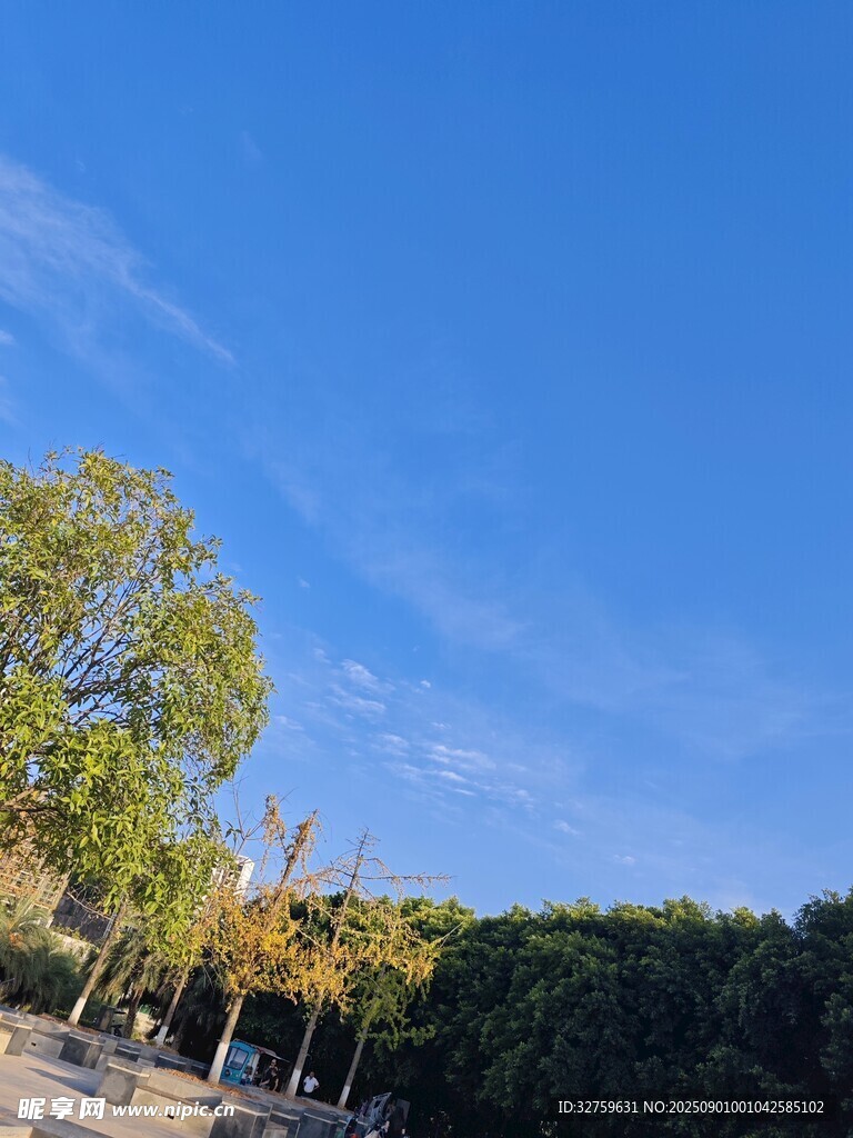 晴朗蓝天与葱郁树木景观