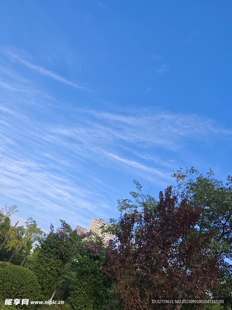 蓝天绿树美景