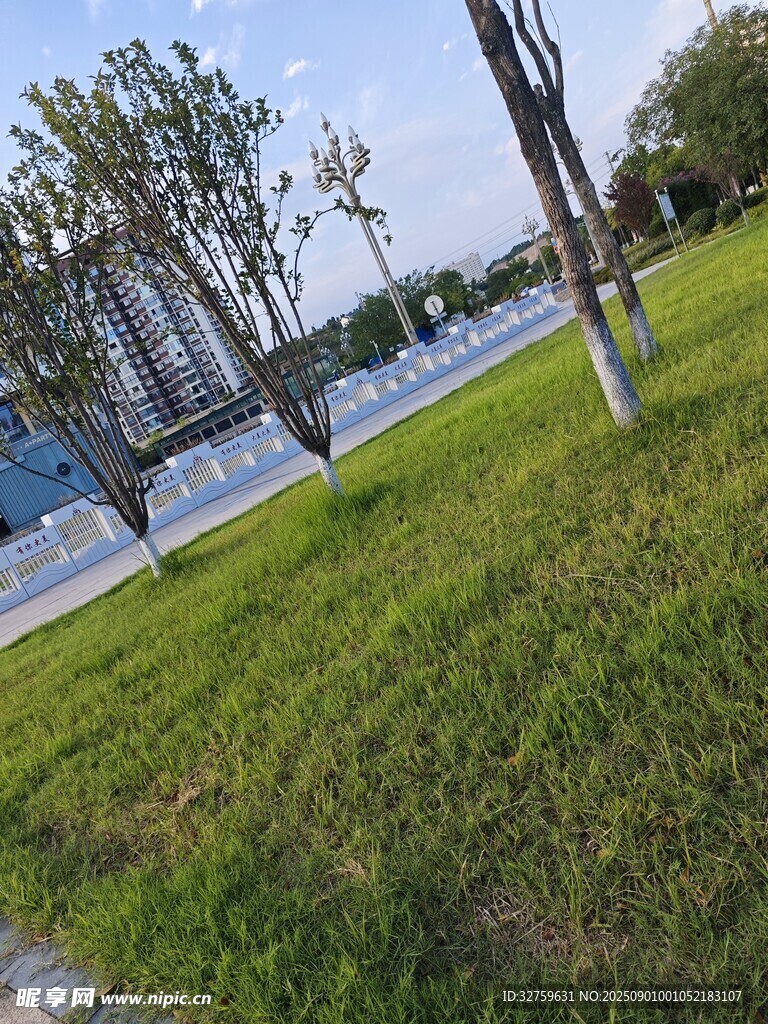 城市草地旁的树木与道路