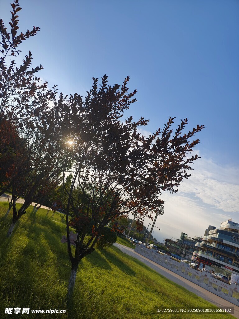 阳光洒落路边绿树美景